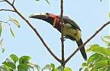 Red-necked Aracari